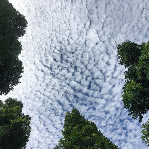 Vertical shot of a sky completely covered in small but distinct white clouds, like scales on a fish. The shot is framed and given perspective by several tall, green Kauri pines "leaning" in to the shot