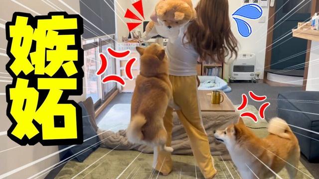 娘が柴犬人形を可愛がったら修羅場になりました…過去1ブチギレ大暴れする柴犬