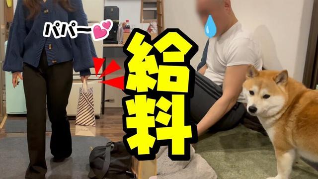娘が給料日にパパにサプライズしたら感動するも予想外の展開に…大暴れする柴犬