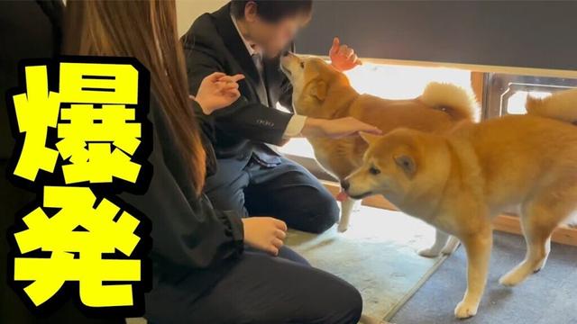 過去一長時間の留守番をさせたら感情が大爆発する柴犬姉妹