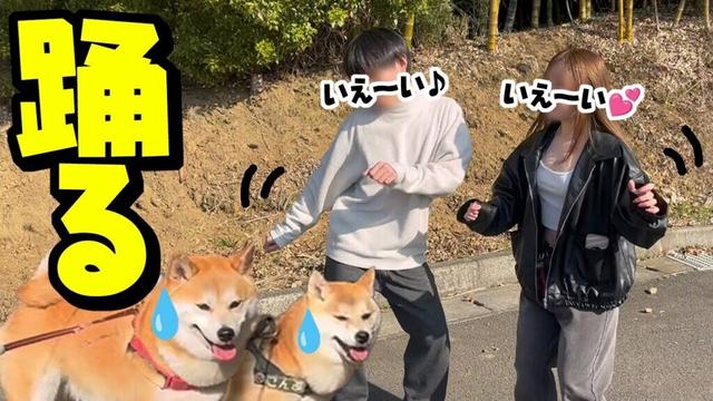 散歩中にテンション上がりすぎる兄妹にドン引きする柴犬姉妹