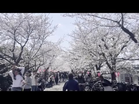 サクラ咲き誇る　まだ間に合う県北のお花見情報　気分も笑顔も満開　広島　 (2025/04/07 18:38)