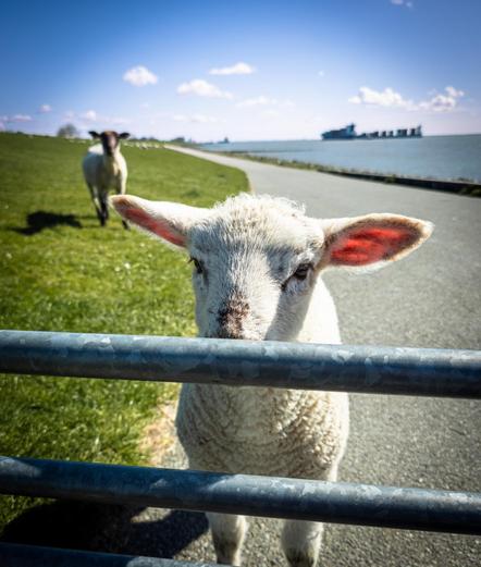 In the photo, a young lamb stands very close to a metal gate, looking directly into the camera. Its ears are pricked and glow a faint pink in the sunlight. In the background, another sheep stands on a grassy dike near a paved path that runs along the Elbe River. Further away, a large cargo ship sails on the water under a bright blue sky with scattered clouds. The atmosphere is calm and sunny.