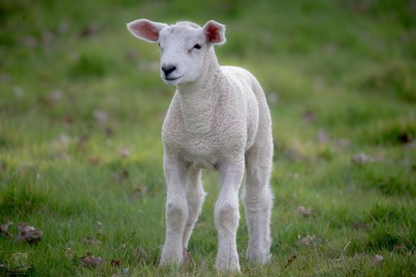 a little lamb