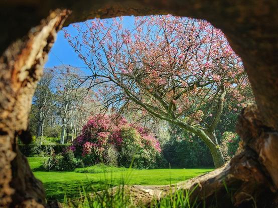 The photograph is taken through a roughly circular opening in a hollow tree trunk. The foreground shows the textured brown surface of the wood framing the view. Beyond the frame, there is a vibrant scene of a garden on a sunny day. A mature tree with delicate pink blossoms dominates the right side of the view, its branches reaching towards a clear blue sky. To the left and in the background, there are other trees, some with bare branches and others with lush green foliage. A large bush covered in bright pink flowers sits in the mid-ground. The ground is covered in bright green grass, with some blades visible in sharp focus at the bottom of the wooden frame.