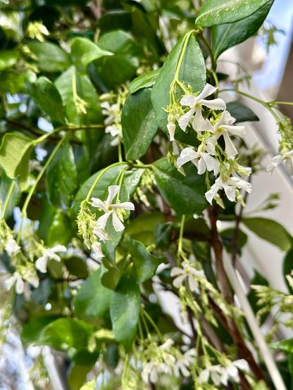 Close view of tiny white jasmine flowers shaped like 5 petal stars and many thin clusters of buds nearby. They tend to droop down on the vine. The leaves a medium dark green oblong shape coming to a rounded point. You can see blurry white arbor post and trellis in background.