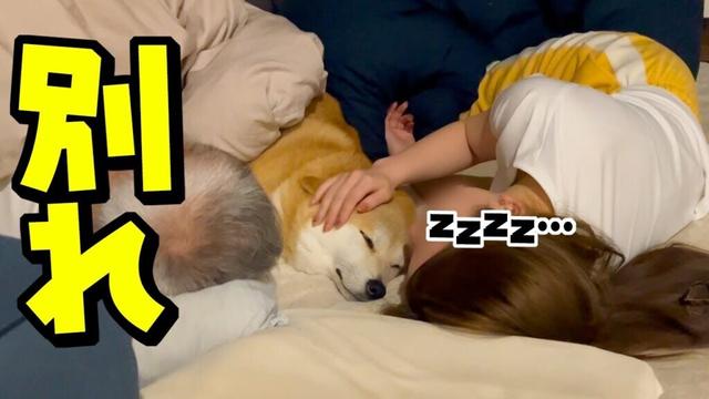 柴犬姉妹との楽しい時間が終わり再び家族が離れ離れに…