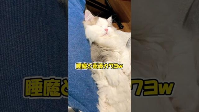 寝ながら落ちて戻る猫 #ねこ #子猫 #cat