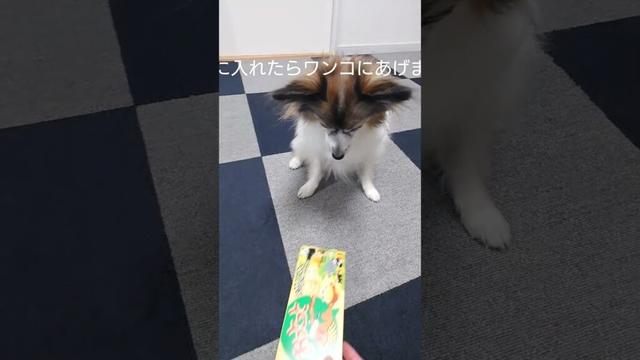 空き箱におっとっと入れたら犬がよろこんだ #犬のおやつ #犬のいる生活 #パピヨン