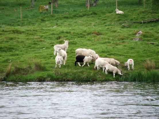 Photo of sheep and lambs eating grass at the side of a river.  In the centre is one lamb which has a rear half with completely black wool, and the front half is entirely white.