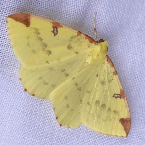 A flat moth with wings outstretched on white cloth.  It is lemon yellow with a brown triangular patch at each wing edge.  It has three horizontal rows of small, faint brown dabs / blotches running across its wings.  It has a tiny stigmata on each wing , almost triangular, edged in black with a bright blue centre.