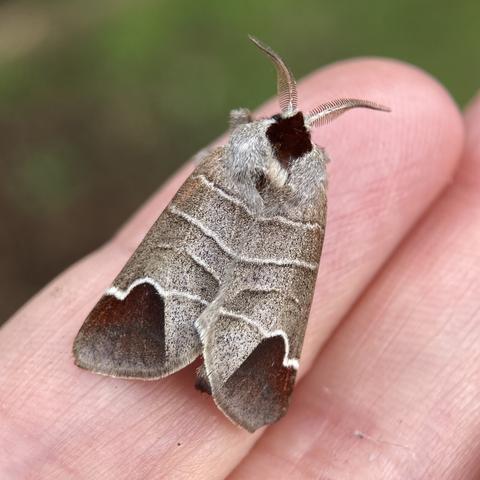 Overhead shot of a 1.5cm arrowhead shaped moth on  a finger.  It is marl grey-brown with three distinct horizontal white lines running across its wings.  Each wing corner has a large patch of chocolate brown, hence its name, Chocolate Tip.  It has a chocolate brown head and two feathered antennae.