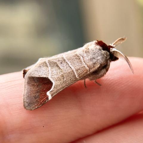 Side on shot of the same a 1.5cm arrowhead shaped moth on  a finger.  It is marl grey-brown with three distinct horizontal white lines running across its wings.  Each wing corner has a large patch of chocolate brown, hence its name, Chocolate Tip.  It has a chocolate brown head and two feathered antennae.