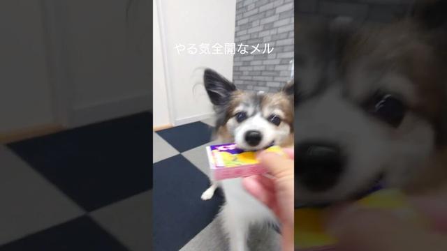 アメの箱におやつ入れると犬が喜ぶ #犬のおやつ #犬のいる生活 #パピヨン