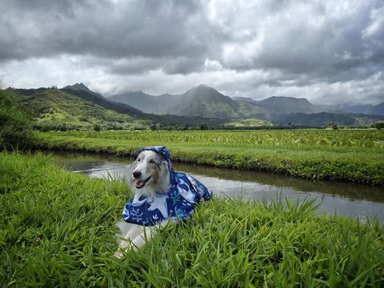 A dog in a raincoat laying down in a taro field. Stormy clouds and mountains are in the background.