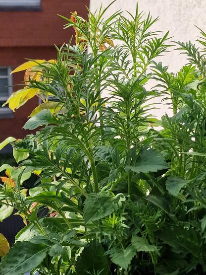 Blätter der Samt Scabiose, blüht noch nicht, im Hintergrund Rosenblätter