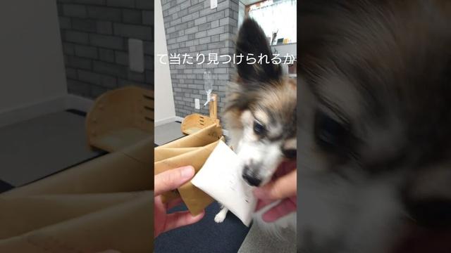 おやつのにおいで犬は当たり見つけられるのか #犬のおやつ #犬のいる生活 #パピヨン