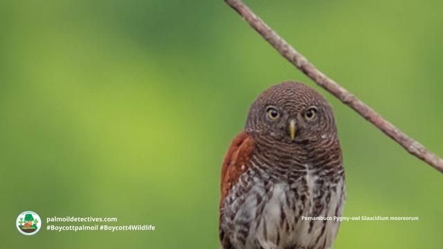 There's only a few dozen Pernambuco Pygmy #owls 🦉🤎who hold on for survival in #Brazil 🇧🇷 from #meat 🥩 #palmoil 🌴 #soy 🥜 and #sugarcane #deforestation  Resist and fight for them! Be #vegan #BoycottPalmOil 🌴🪔🧐🙊⛔️ #Boycott4Wildlife @palmoildetect https://palmoildetectives.com/2021/02/20/pernambuco-pygmy-owl-glaucidium-mooreorum/?utm_source=mastodon&utm_medium=Palm+Oil+Detectives&utm_campaign=publer