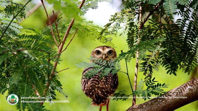 There's only a few dozen Pernambuco Pygmy #owls 🦉🤎who hold on for survival in #Brazil 🇧🇷 from #meat 🥩 #palmoil 🌴 #soy 🥜 and #sugarcane #deforestation  Resist and fight for them! Be #vegan #BoycottPalmOil 🌴🪔🧐🙊⛔️ #Boycott4Wildlife @palmoildetect https://palmoildetectives.com/2021/02/20/pernambuco-pygmy-owl-glaucidium-mooreorum/?utm_source=mastodon&utm_medium=Palm+Oil+Detectives&utm_campaign=publer