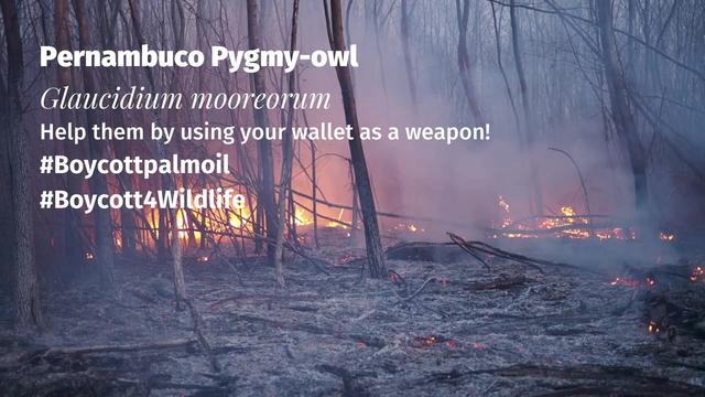 There's only a few dozen Pernambuco Pygmy #owls 🦉🤎who hold on for survival in #Brazil 🇧🇷 from #meat 🥩 #palmoil 🌴 #soy 🥜 and #sugarcane #deforestation  Resist and fight for them! Be #vegan #BoycottPalmOil 🌴🪔🧐🙊⛔️ #Boycott4Wildlife @palmoildetect https://palmoildetectives.com/2021/02/20/pernambuco-pygmy-owl-glaucidium-mooreorum/?utm_source=mastodon&utm_medium=Palm+Oil+Detectives&utm_campaign=publer