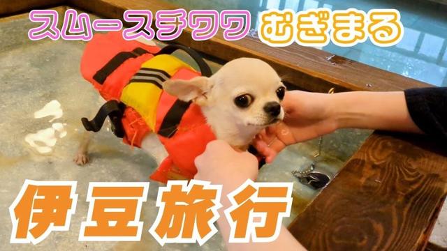 【スムースコート チワワ】犬1匹と猫2匹の家族旅行（#23）