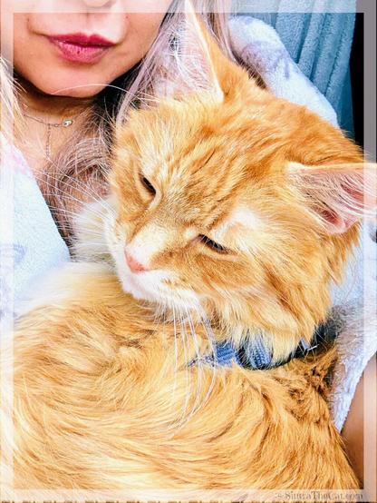 A ginger cat named Sintra the Cat is healing his momma