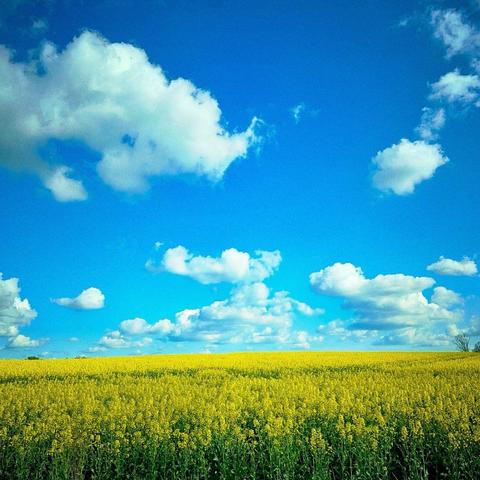 A vibrant field of yellow flowers under a bright blue sky dotted with fluffy white clouds.