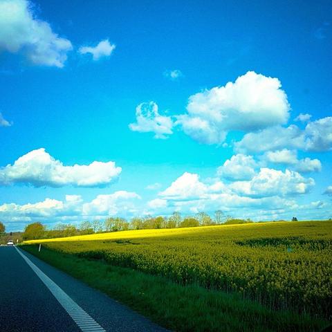 A scenic landscape featuring a clear blue sky with fluffy white clouds, vibrant yellow fields, and a road bordered by green grass. There are distant trees visible in the background.