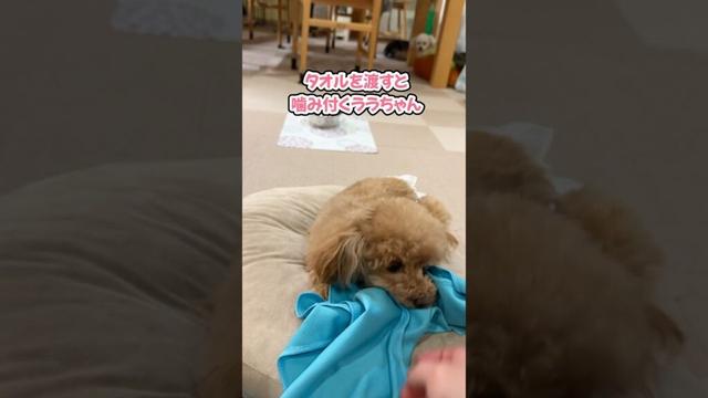 愛用のタオルをフル活用するトイプードル #shorts #トイプードル #可愛い犬