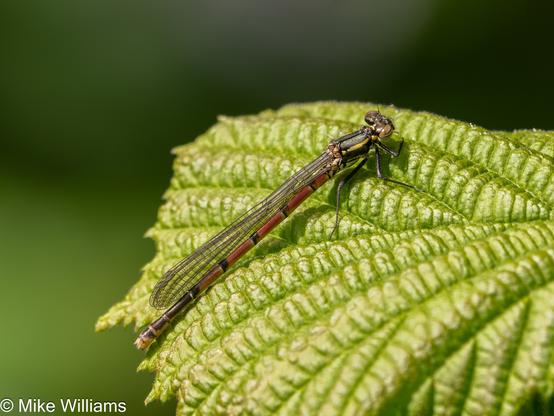 A damselfly with red, black and yellow markings, resting on a leaf.