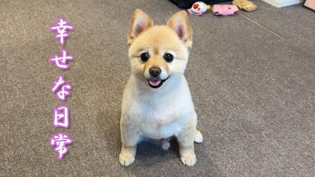 新婚夫婦と愛犬の幸せな日常がこちら