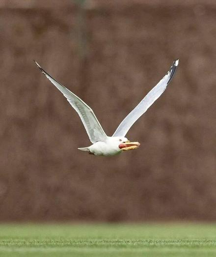 Majestic bird flying with a hot dog