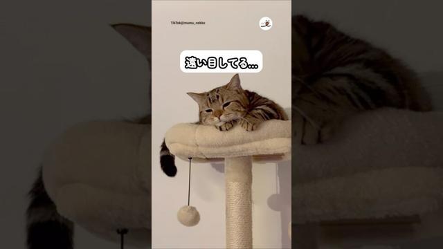悪さして怒られた猫の表情がこちら｜PECO