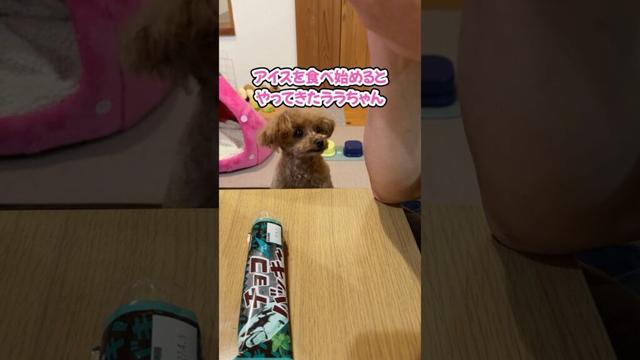 また来た！アイスに気がついたトイプードルの日課 #shorts #トイプードル #可愛い犬