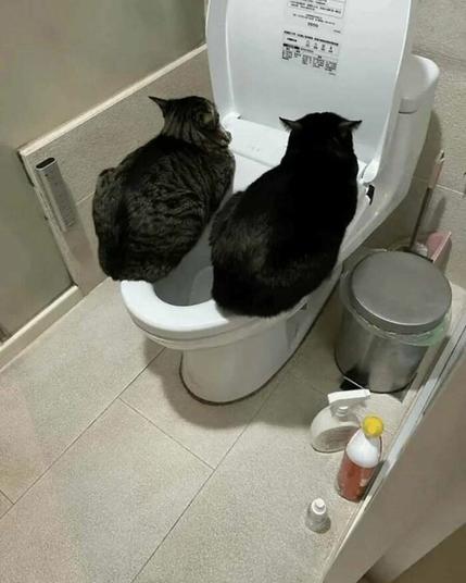 2 cats on the edges of a toilet