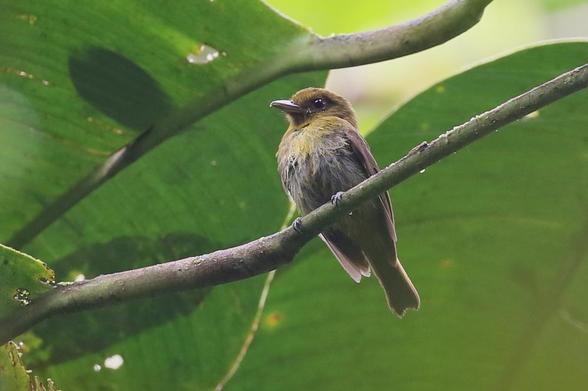Sapayoa (Sapayoa aenigma)
LC Least Concern