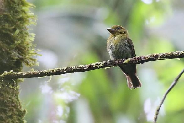 Sapayoa (Sapayoa aenigma)
LC Least Concern