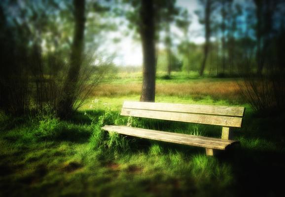 A wooden bench is nestled among tall grass and wildflowers, with a backdrop of blurred trees and a serene meadow. The sunlight casts a soft glow, creating a tranquil and inviting atmosphere.