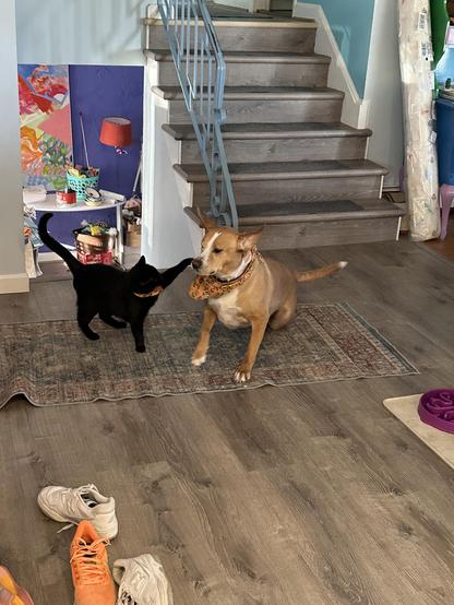Phineas, a brown and white dog, and Tinker, a black cat, are interacting on a rug in a bright interior space. Tinker is bopping Phineas for not petting him. Shoes are scattered on the floor, and a staircase is visible in the background, along with colorful artwork and household items.