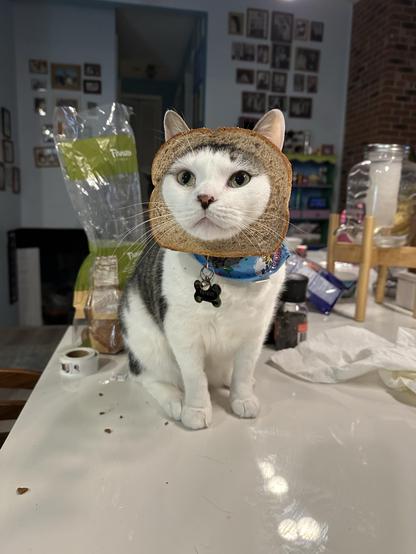 Kenny is a victim of a TikTok trend. A gray, black, and white cat is posing on a table with a slice of bread around its head, wearing a collar. The background features a kitchen setting with various items, including photographs on the wall.
