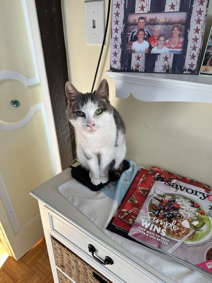 Maesie, a gray and white cat, sits on a black cable box on a table. It's nice and warm on her butt. Nearby are magazines, a photo frame with family pictures, and an electric outlet on the wall. The background features a light-colored wall and a door with a decorative knob.