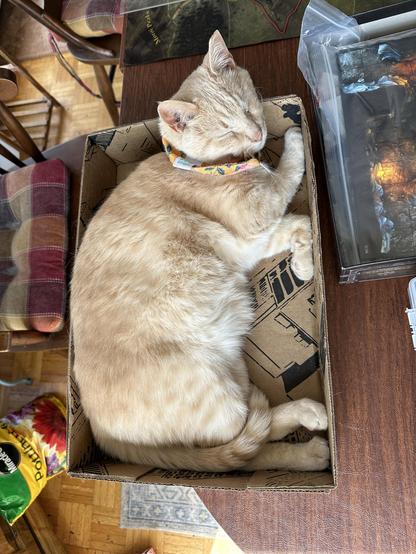 Nemo is a sleeping beige cat curled in a cardboard box, wearing a colorful orange bandana. The background features wooden furniture and a bag of potting soil.