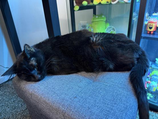 The image shows a black cat lying on a gray cushioned ottoman. The cat is in a relaxed position, with its head resting on the ottoman and its body stretched out. Its fur appears smooth and well-groomed, with a slight sheen. The cat's eyes are partially closed, suggesting it is sleeping or resting. The background features a glass display case with various items, including a green Android mascot plush toy and other colorful figurines. The setting appears to be indoors, with a carpeted floor visible in the lower left corner. The overall atmosphere is calm and cozy.
