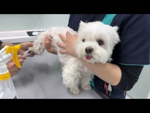 いざという時は頑張る愛犬に胸が締め付けられました…