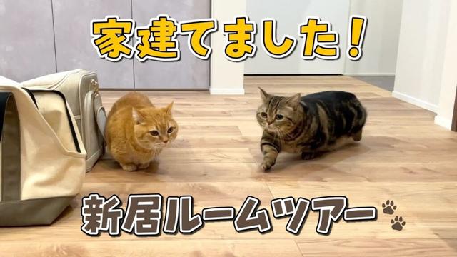 愛猫と暮らすための家を建てました！