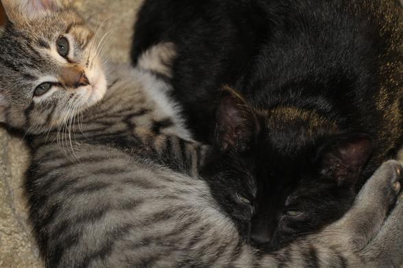 Gray tiger and black kittens cuddling.