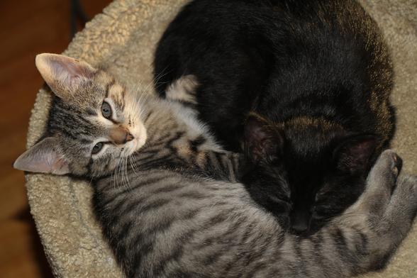 Gray tiger and black kittens cuddling.