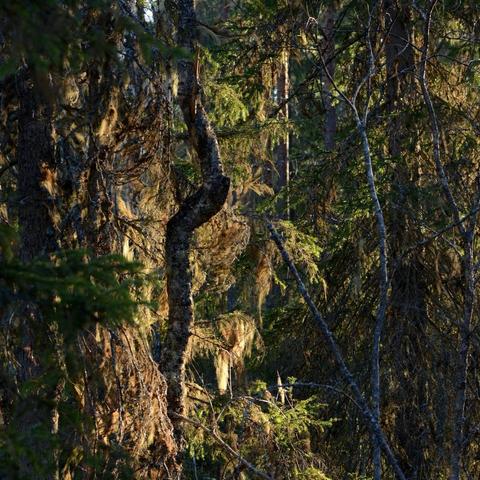 Sekava metsä, kamala valo, kuusia, mäntyjä, risuja ja kouvu jossa mutka.