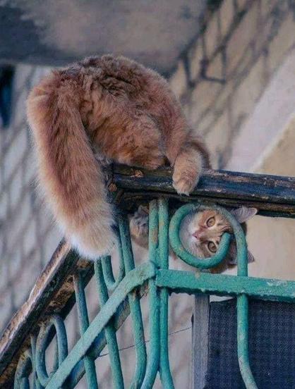 Caturday cat looking at you