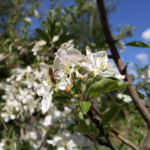 A honey bee on an apple blossom. The bee is facing down with it's left side towards the camera. It's a slightly dark colored bee. The blossom are white with a bit of pink. The sun is out, the sky is blue with some clouds in the upper and right.